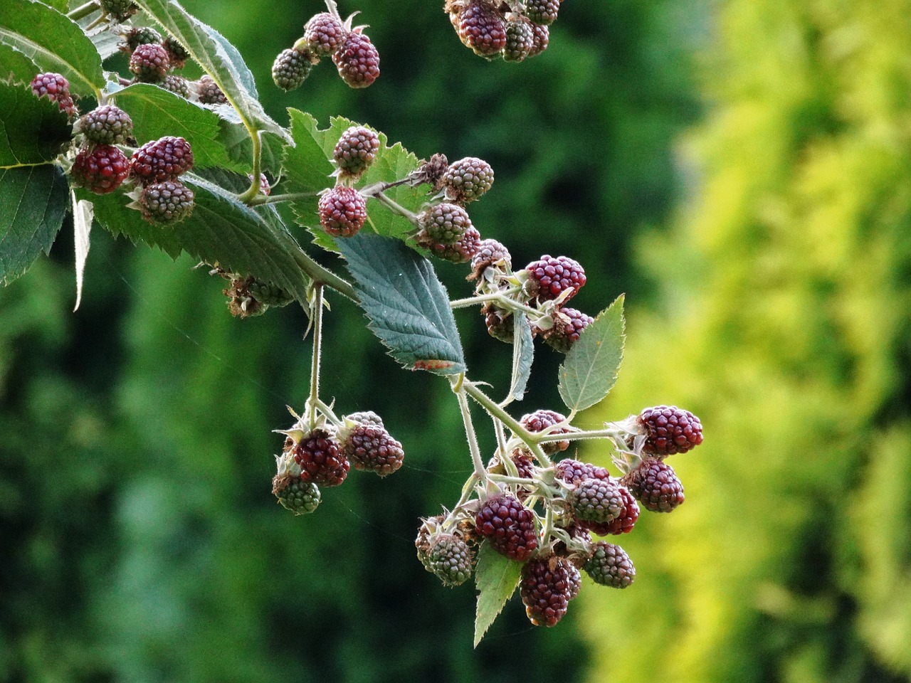 forest garden vegetation free photo