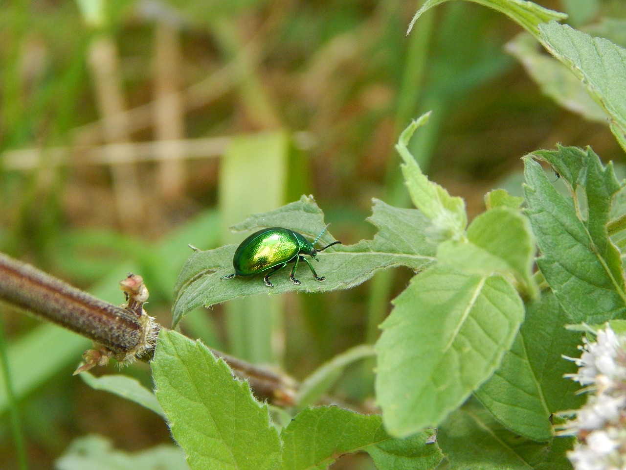 forest beetle green free photo