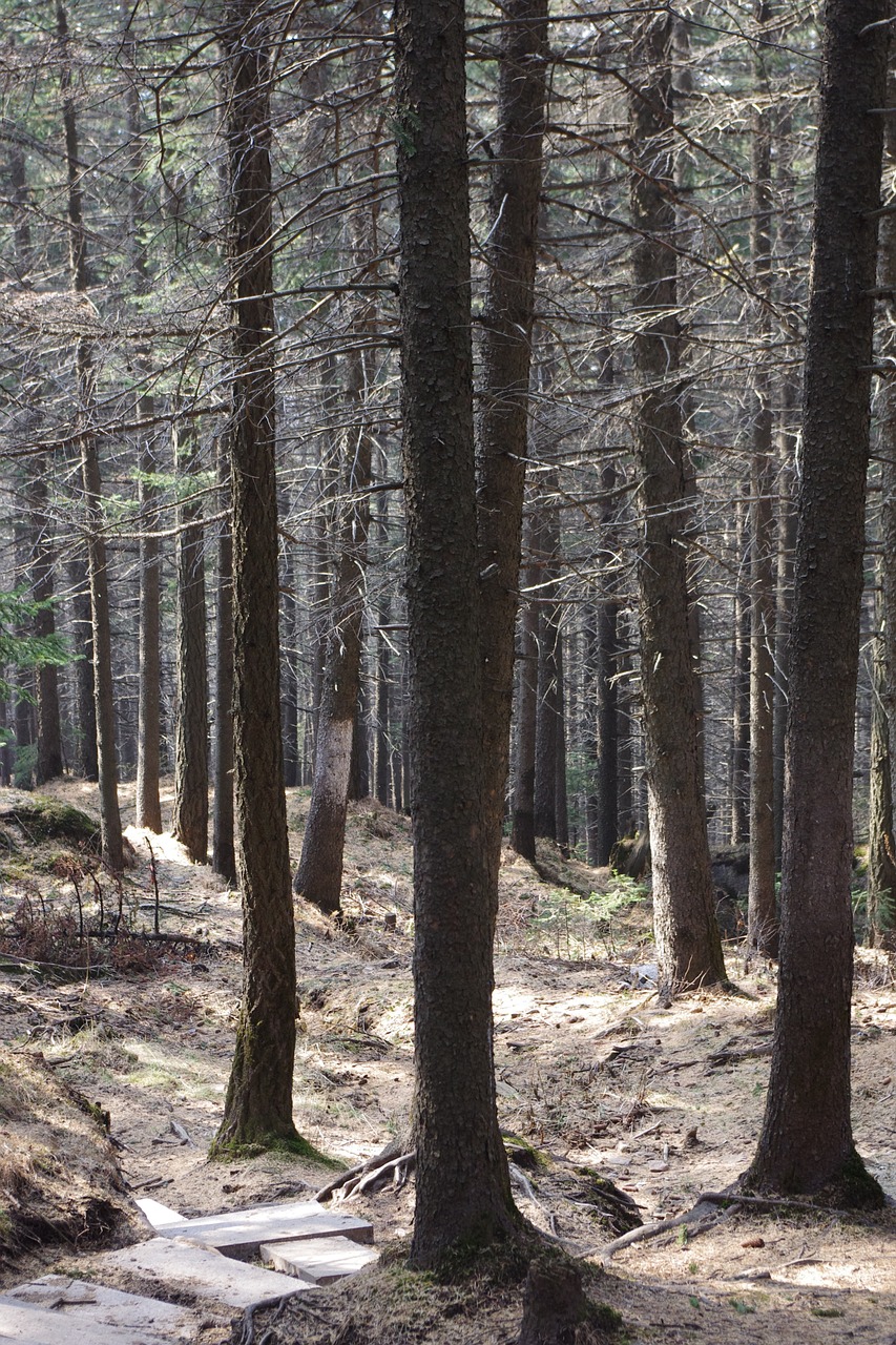 Forest journey. Лесная стоянка. Оборудование стоянки в лесу.