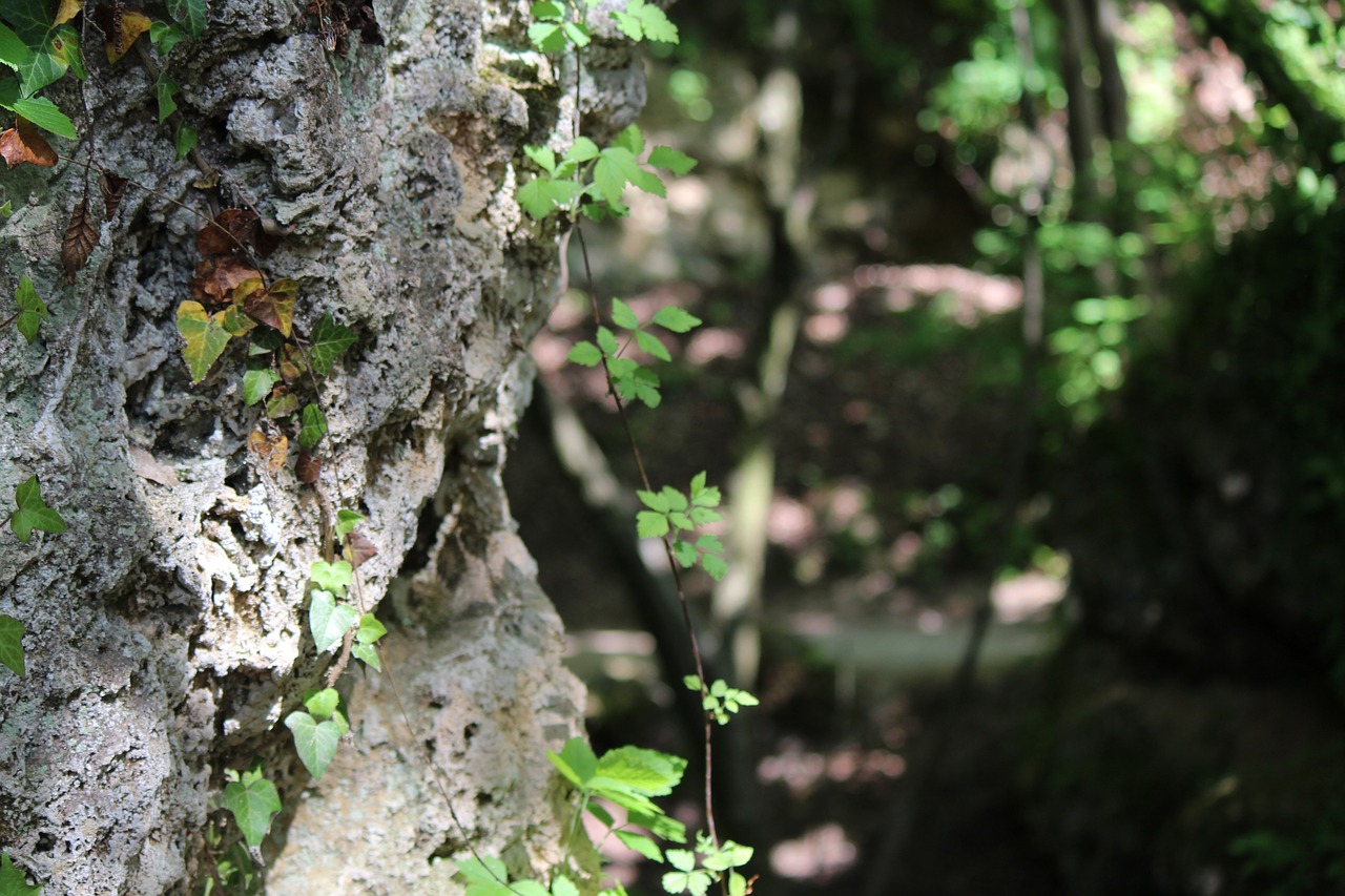 forest rock plant free photo