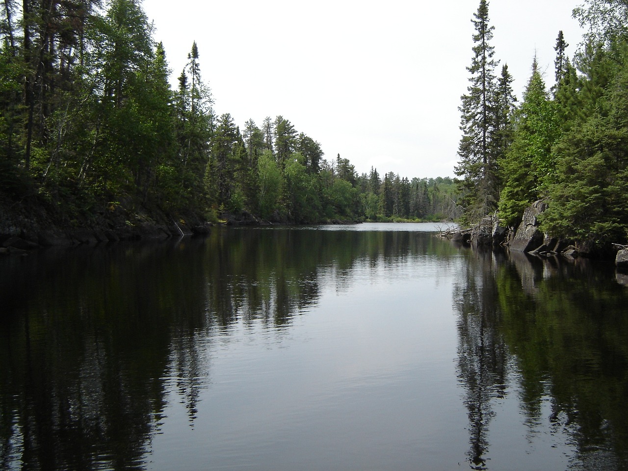 forest landscape nature free photo