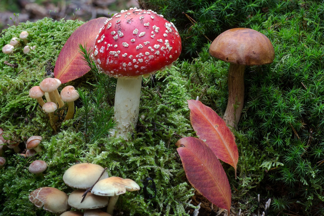 forest moss mushrooms free photo
