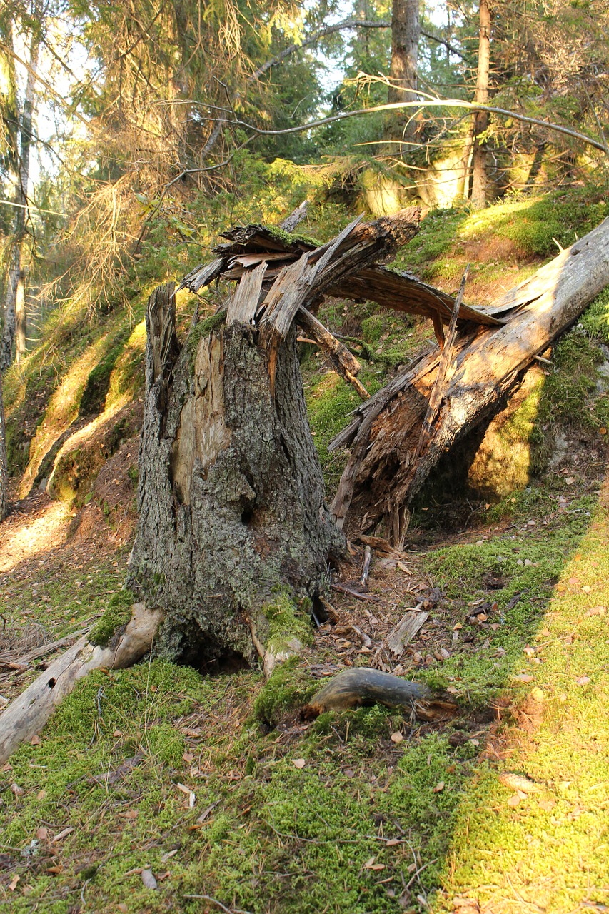 forest broken tree free photo