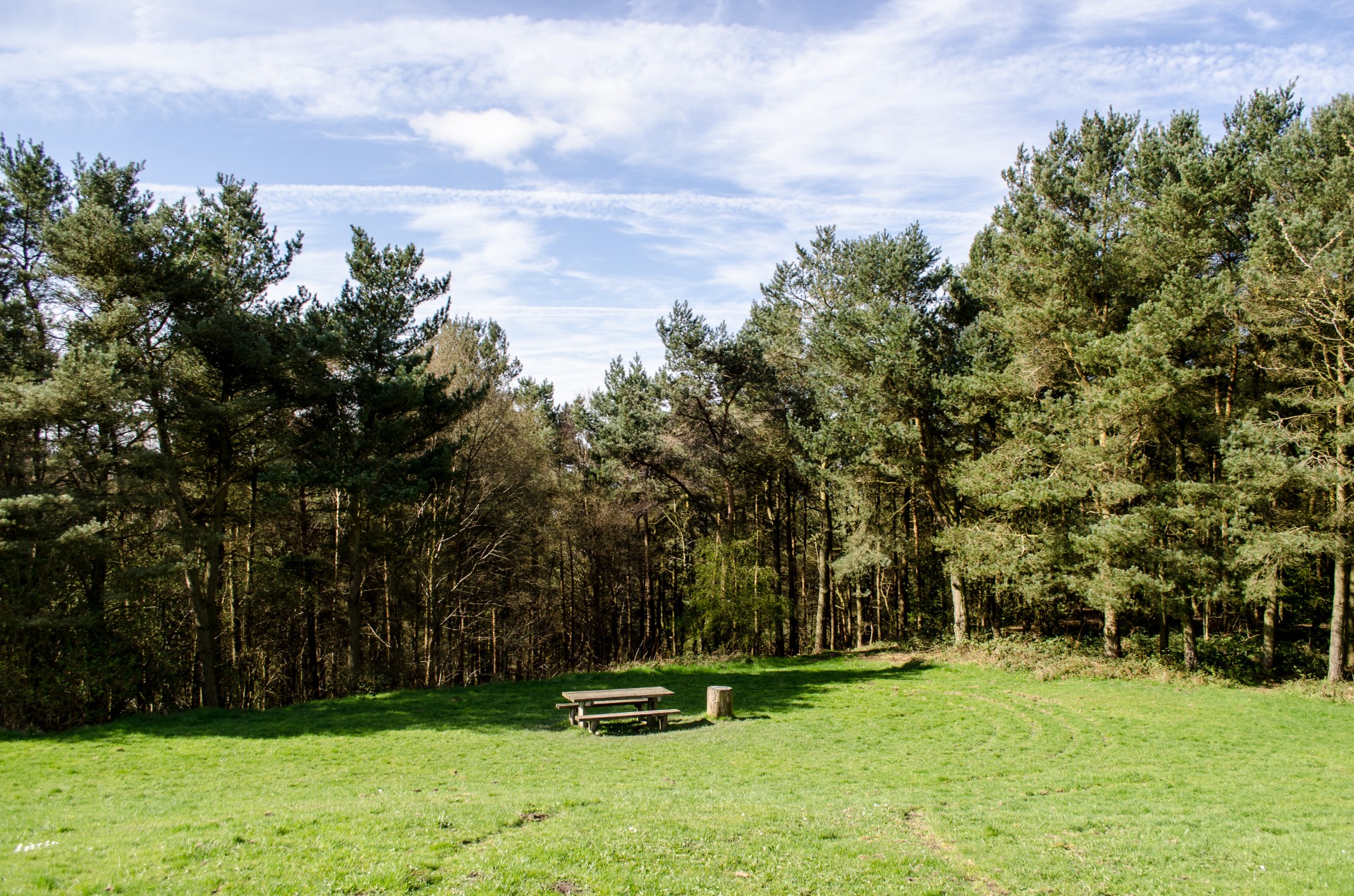 forest tree trees free photo