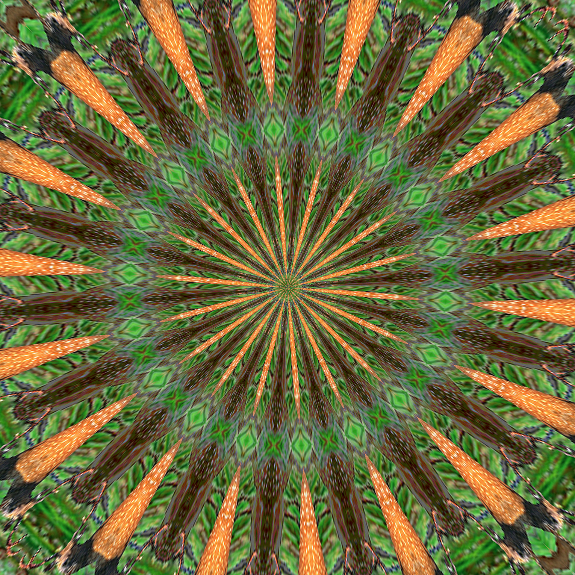 forest animal kaleidoscope free photo