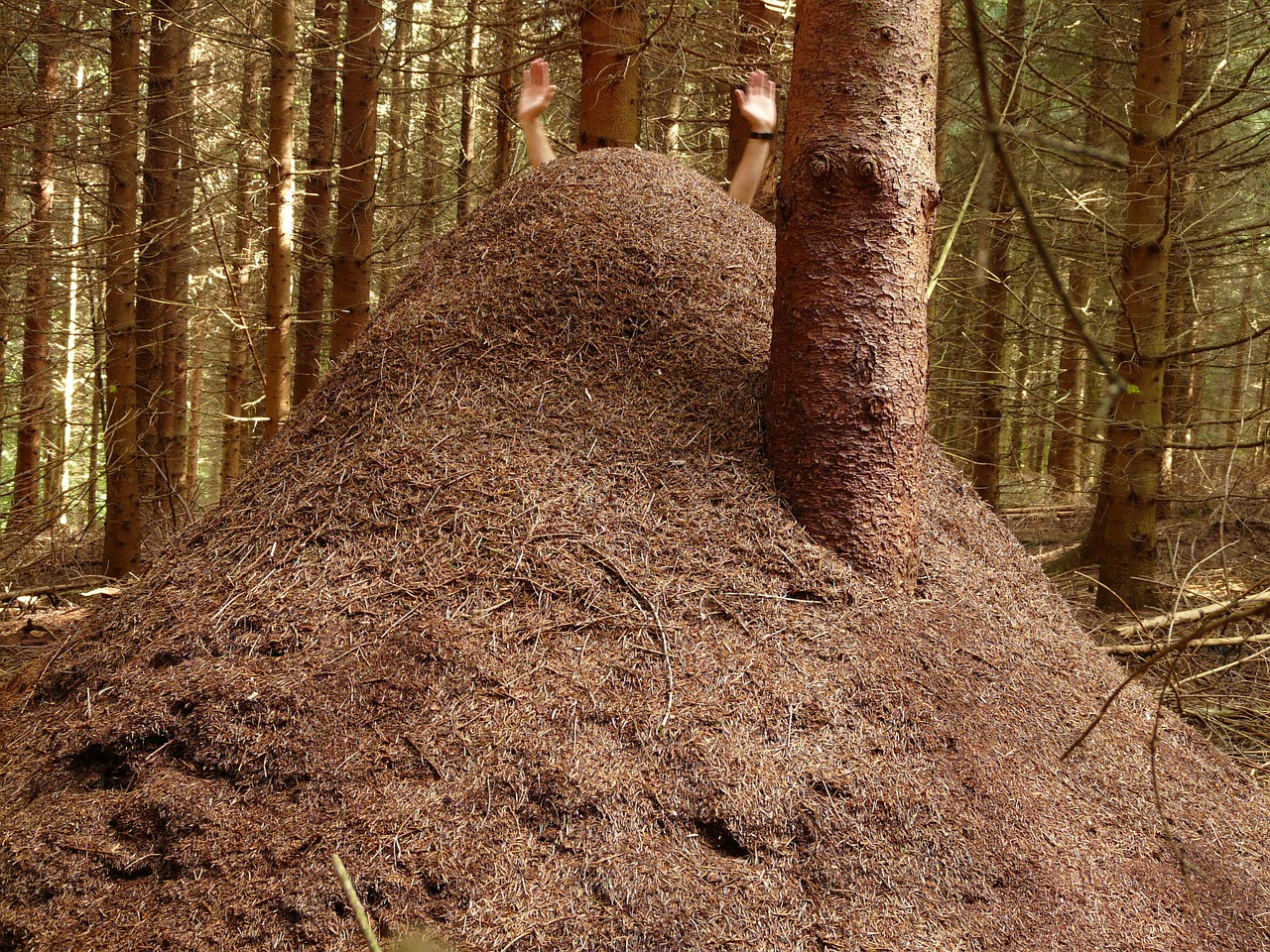 forest ant hill huge hill wood ants free photo