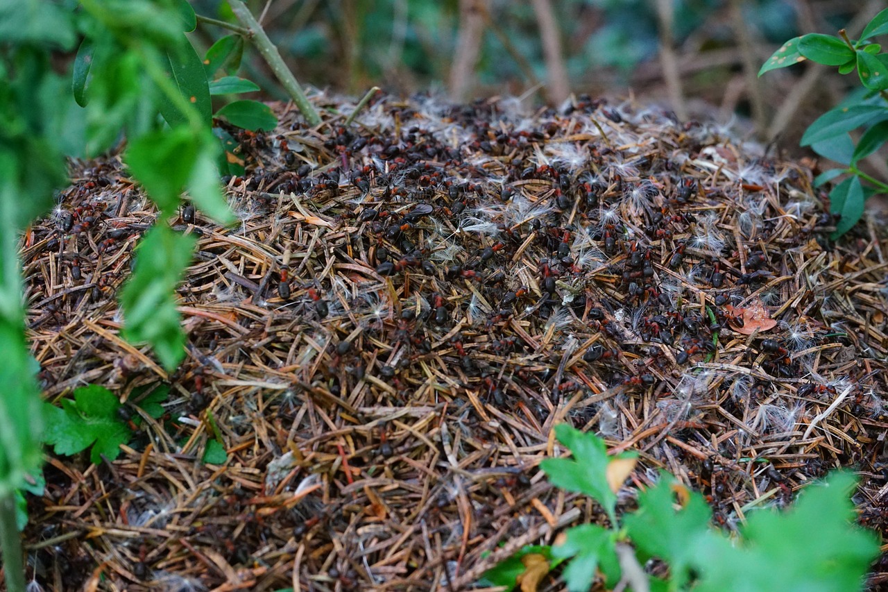 forest ant hill wood ants formica polyctena free photo
