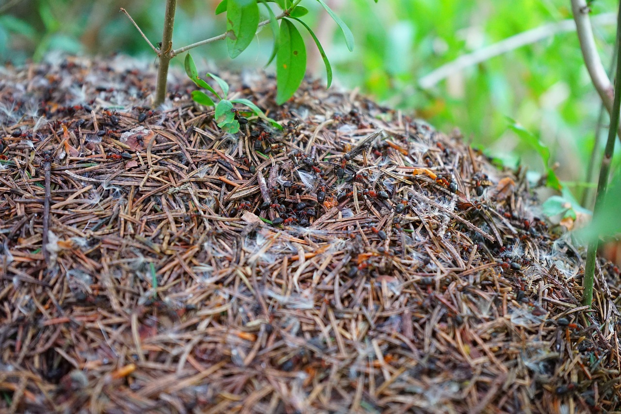 forest ant hill wood ants formica polyctena free photo