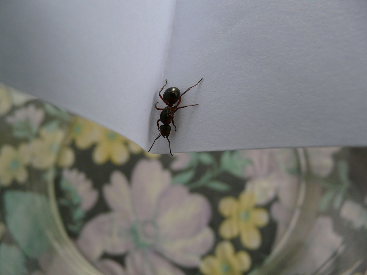 forest ant queen ant queen wood ant free photo