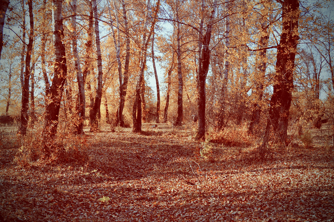 forest autumn trees free photo
