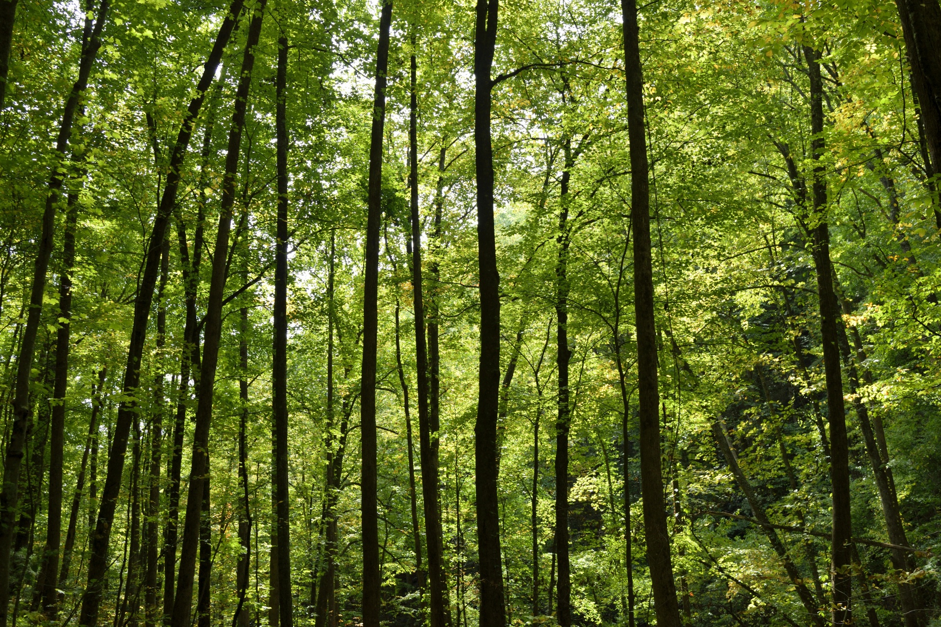 forest trees nature free photo