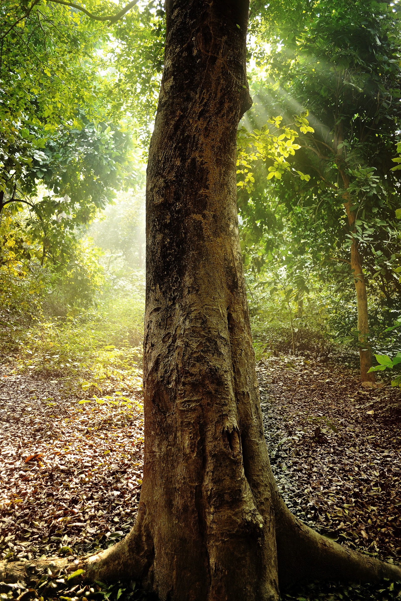 forest trees trunk free photo