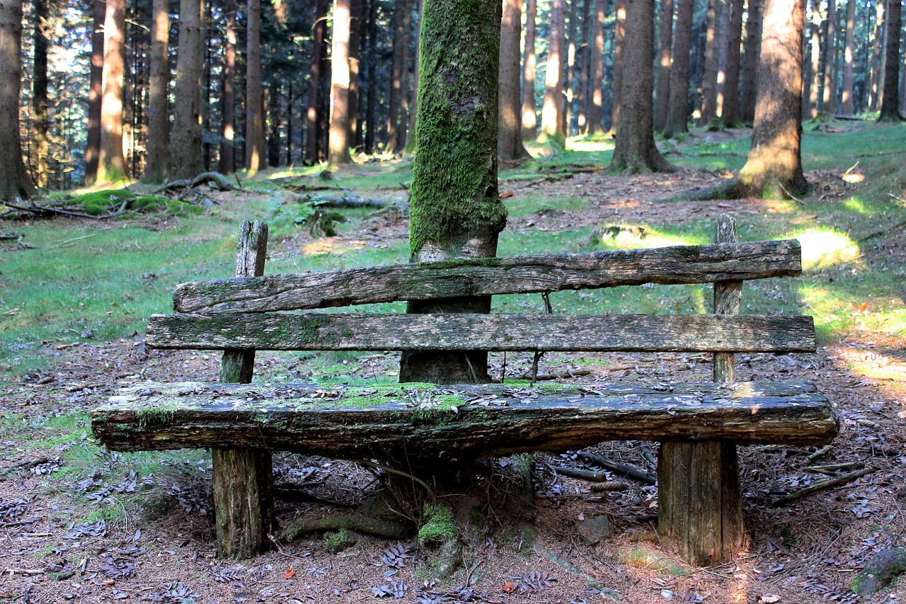 forest bank weathered green free photo