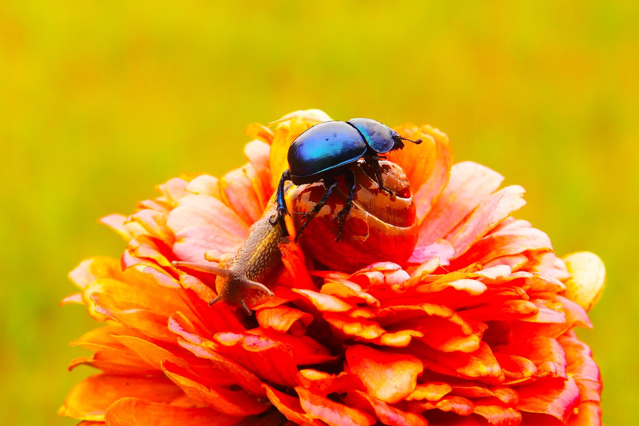 forest beetle  zaroślarka total  the beetles free photo