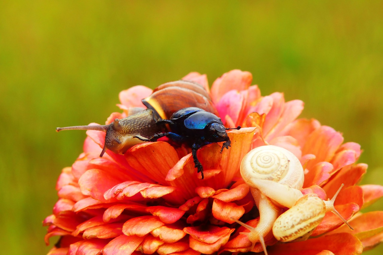 forest beetle  zaroślarka total  the beetles free photo