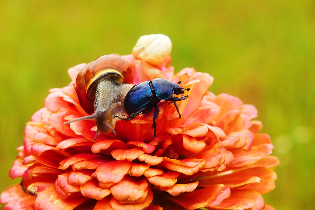 forest beetle  zaroślarka total  the beetle free photo