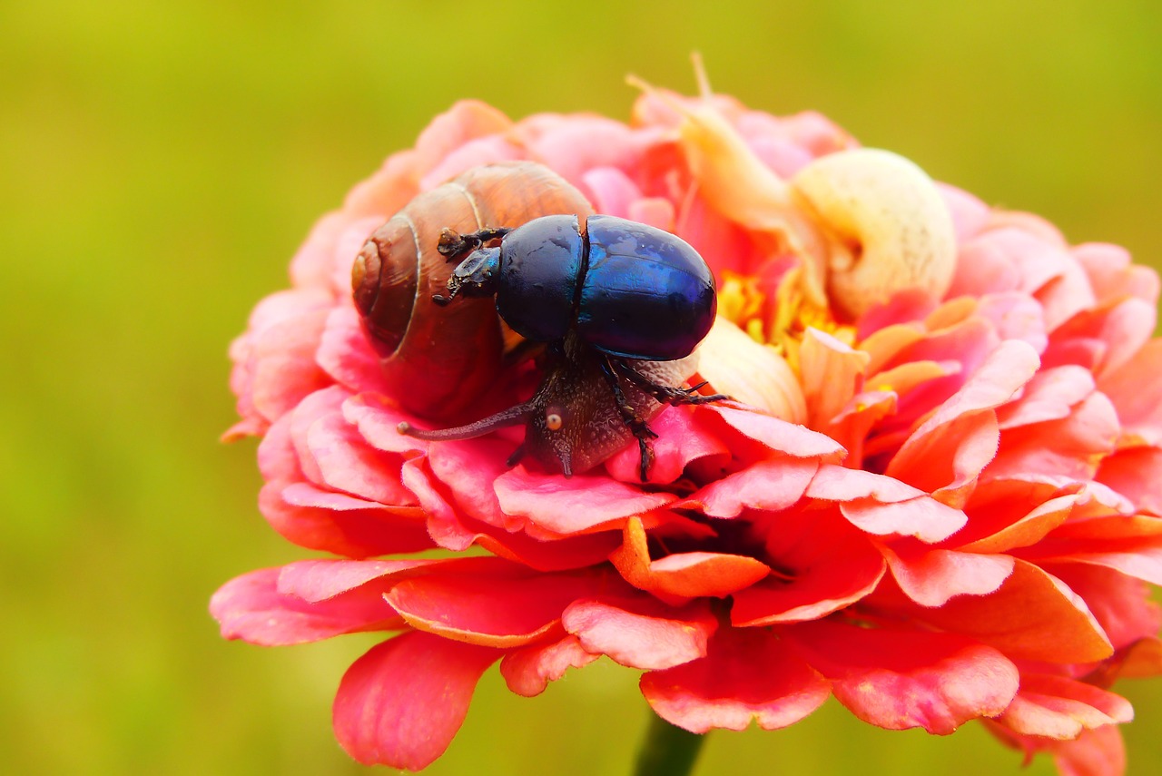 forest beetle  zaroślarka total  the beetles free photo