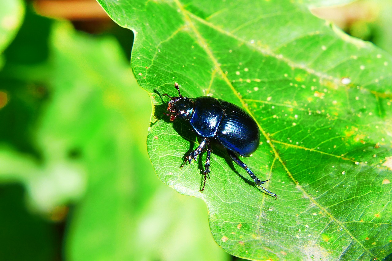 forest beetle  insect  the beetles free photo