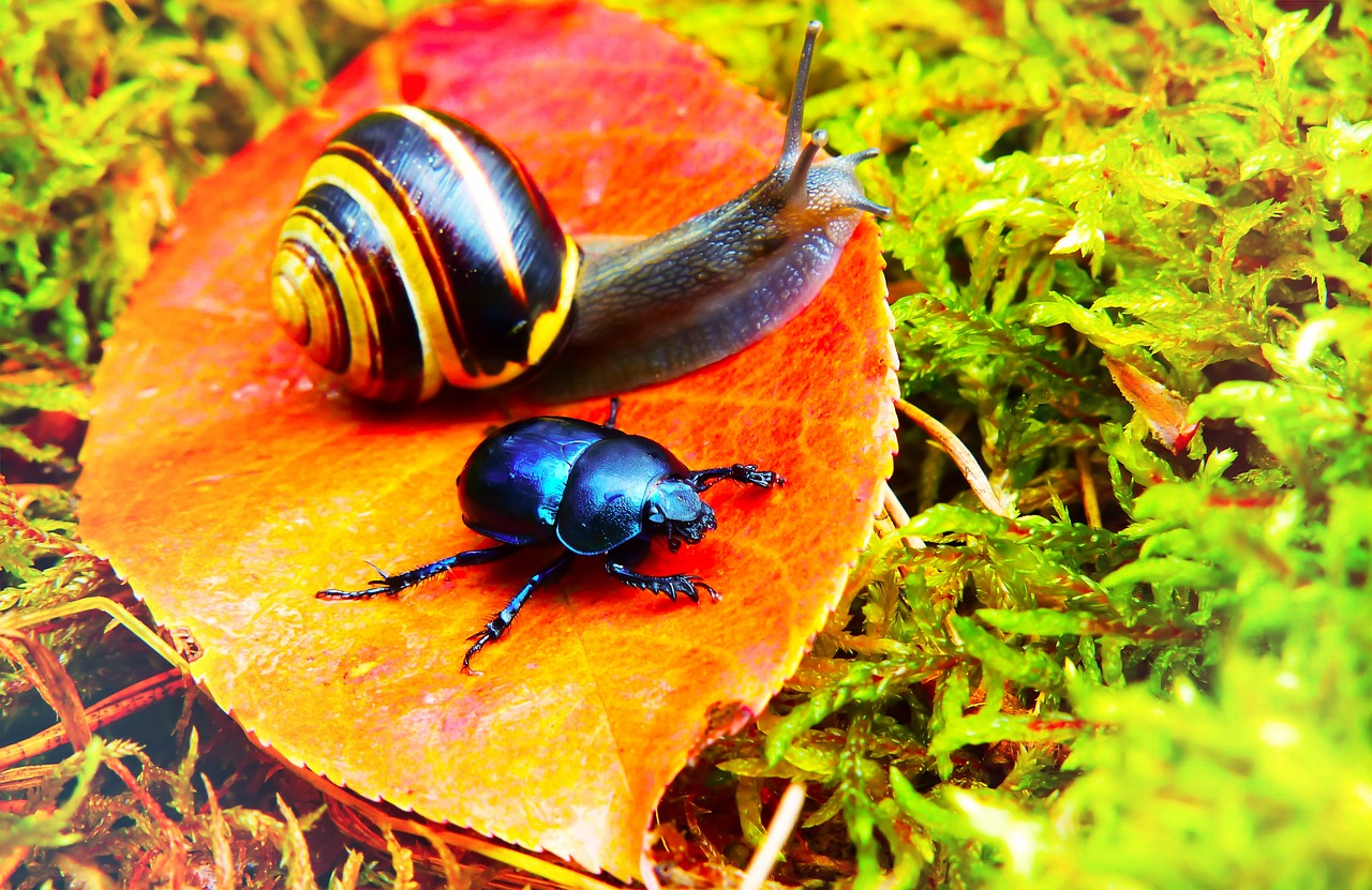 forest beetle  insect  snail free photo