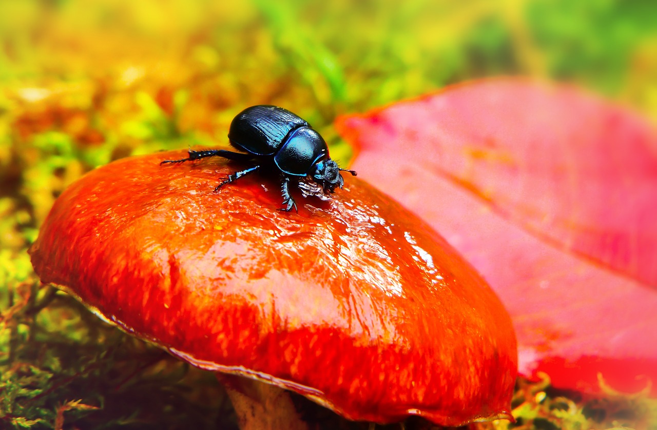 forest beetle  the beetles  mushroom free photo