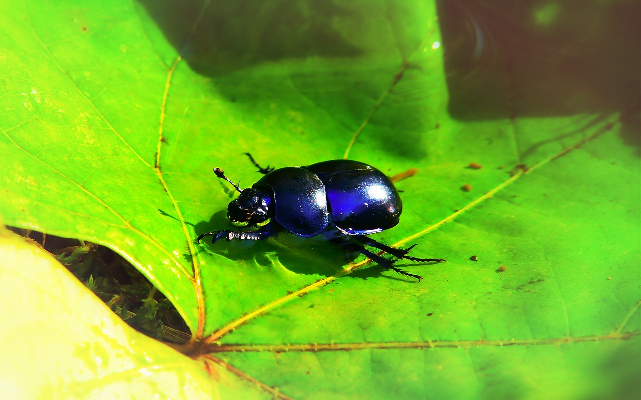 forest beetle  insect  leaf free photo