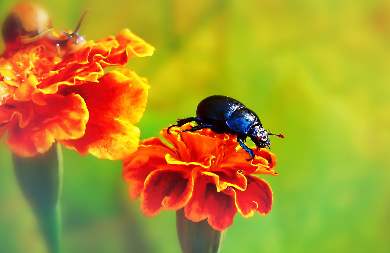 forest beetle  the beetles  insect free photo