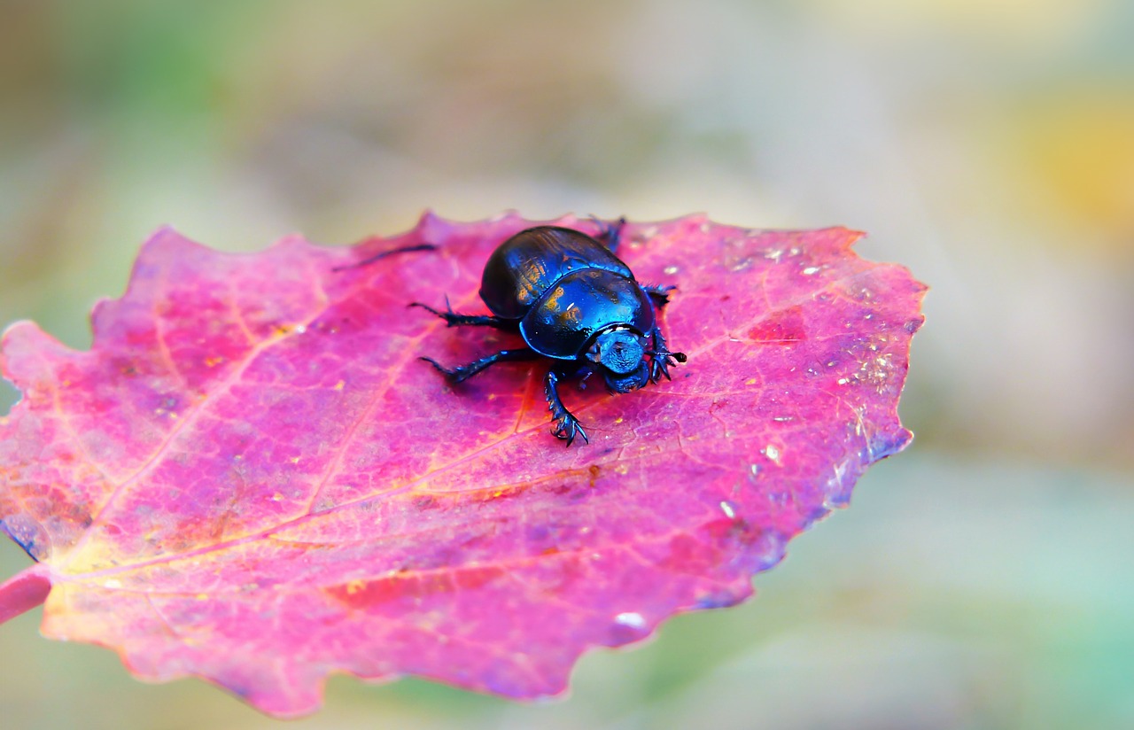 forest beetle  the beetle  leaf free photo