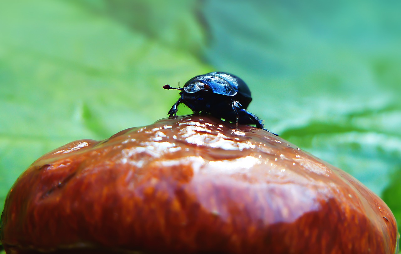 forest beetle  the beetles  mushroom free photo