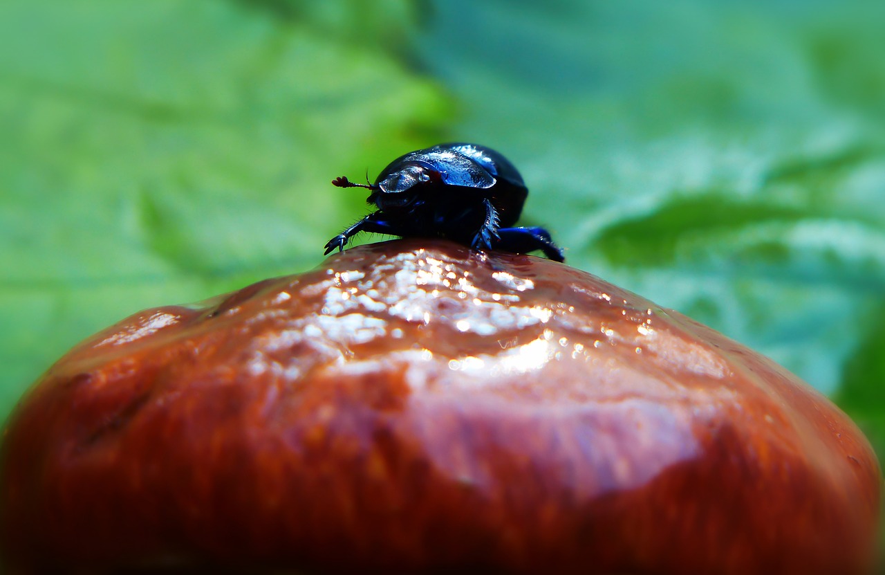 forest beetle  the beetle  mushroom free photo