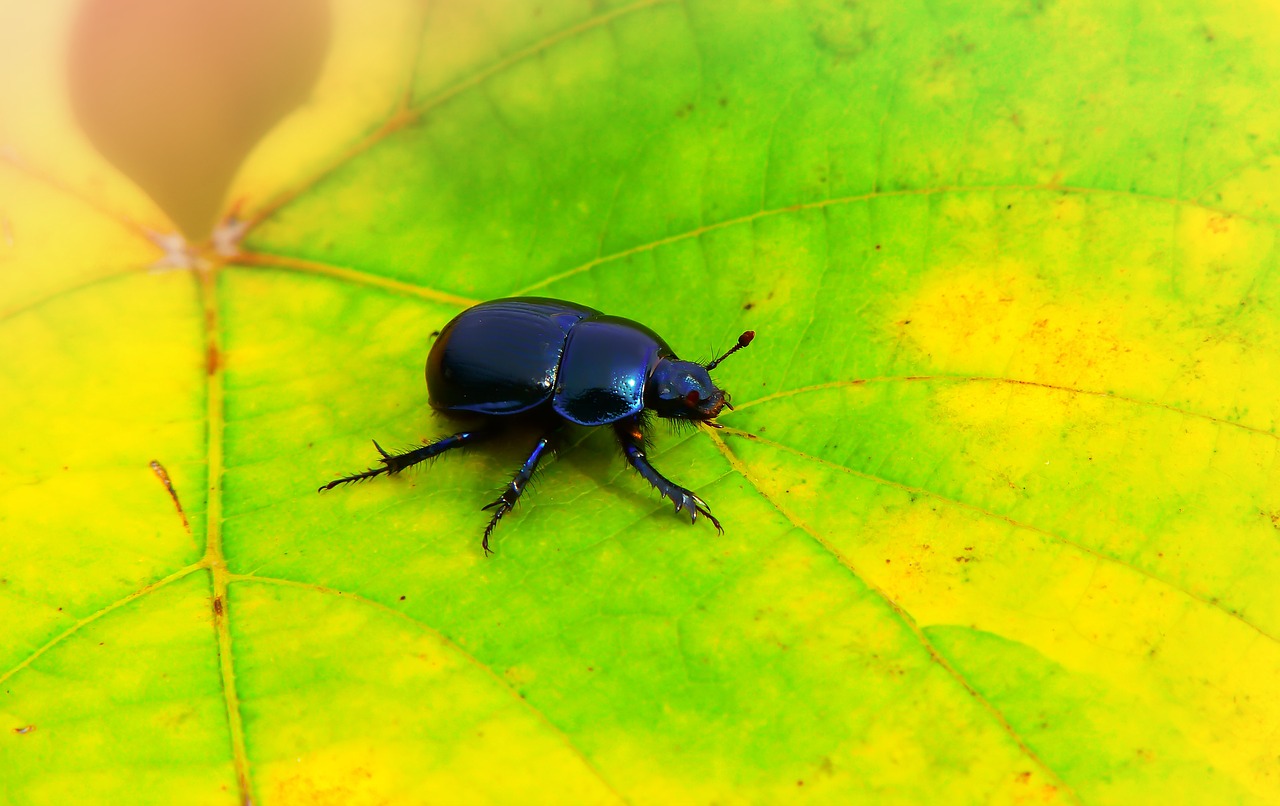 forest beetle  the beetle  leaf free photo
