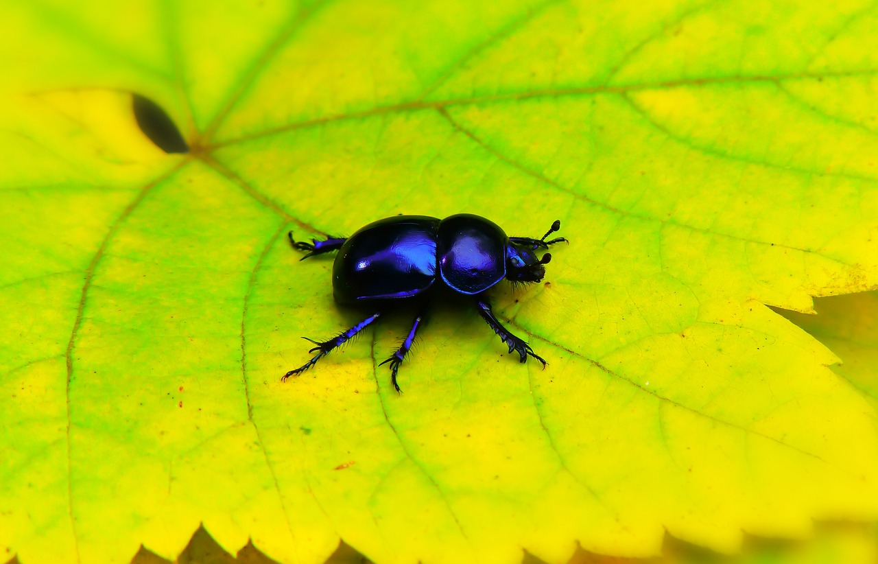 forest beetle  the beetle  leaf free photo