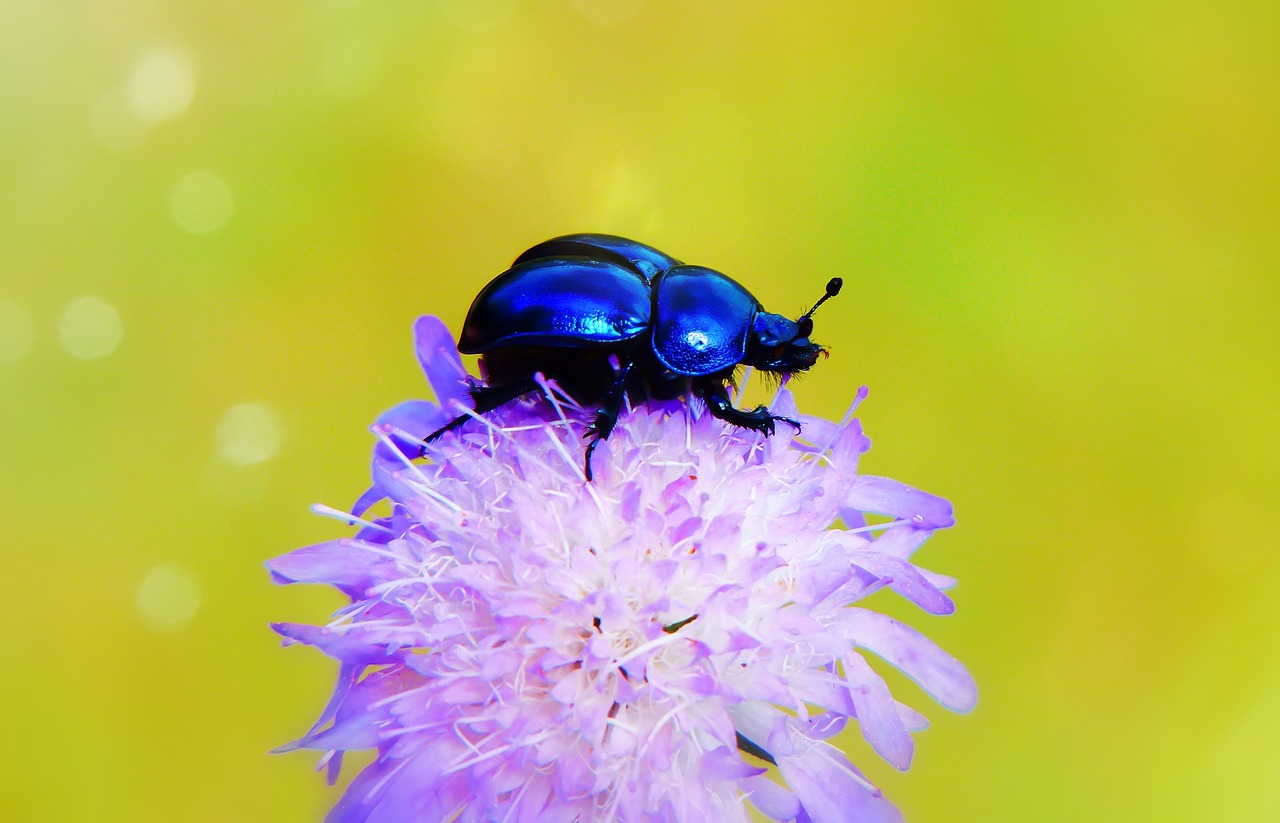 forest beetle  the beetle  wings free photo