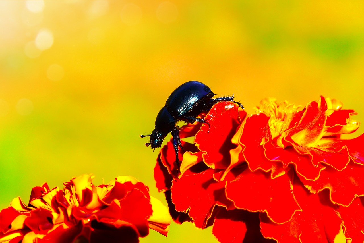 forest beetle  the beetle  flower free photo