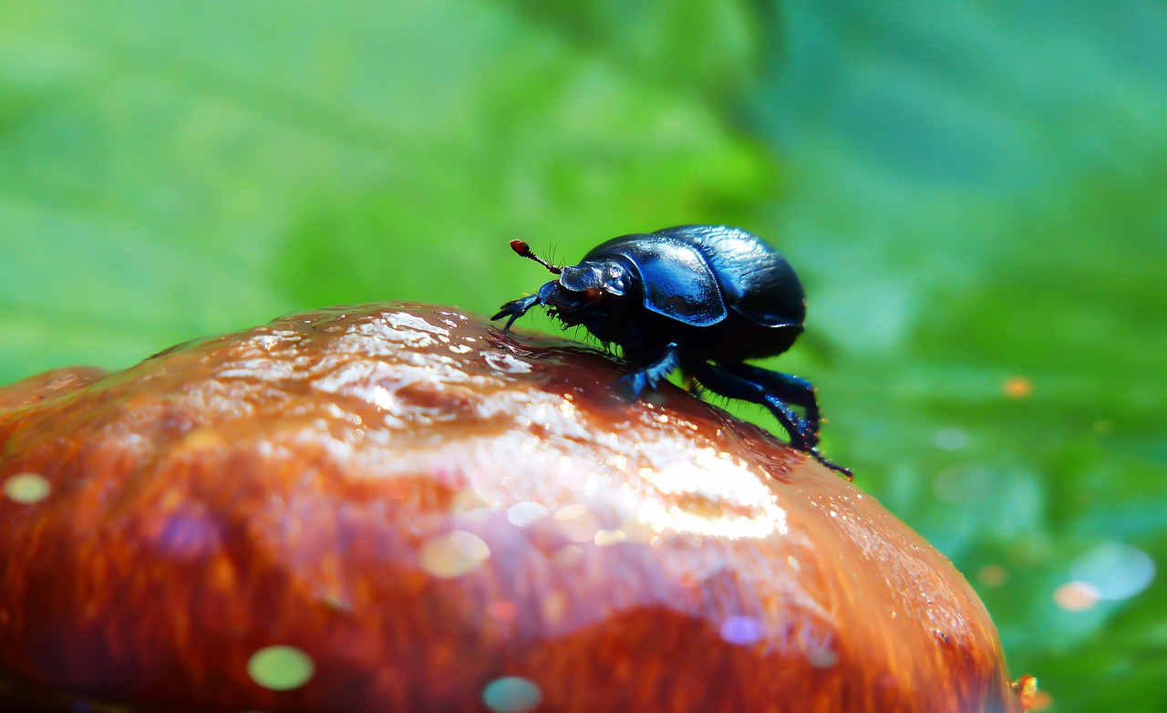 forest beetle  the beetle  mushroom free photo