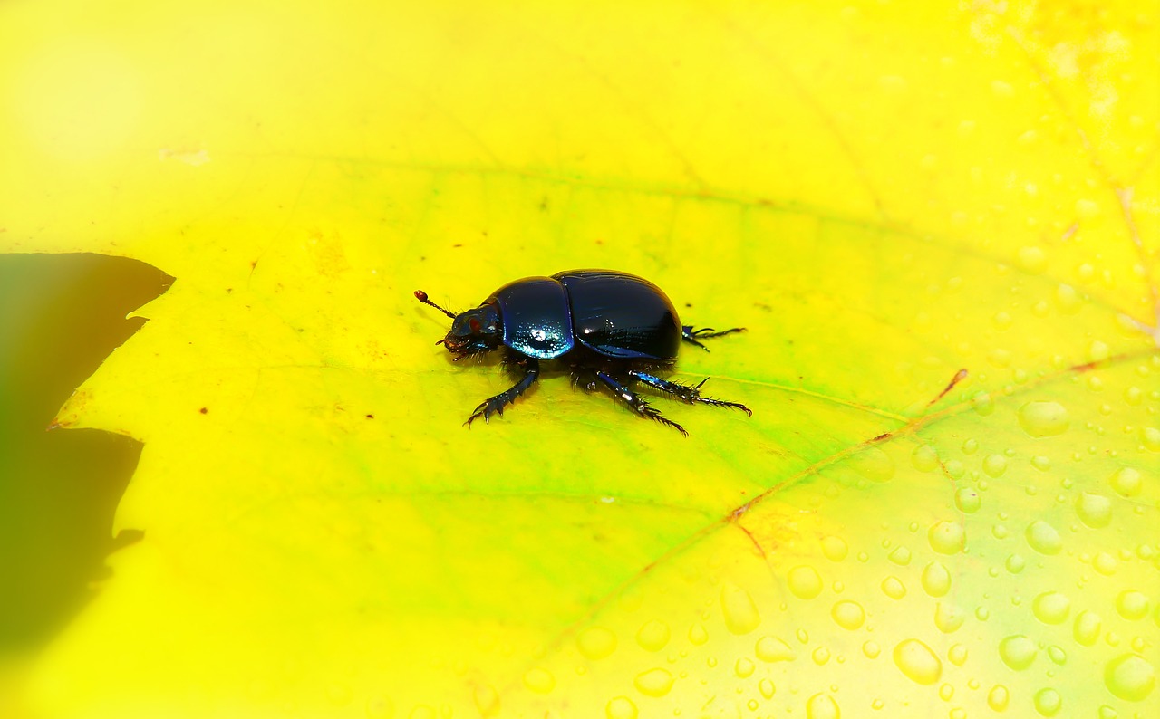 forest beetle  the beetle  leaf free photo