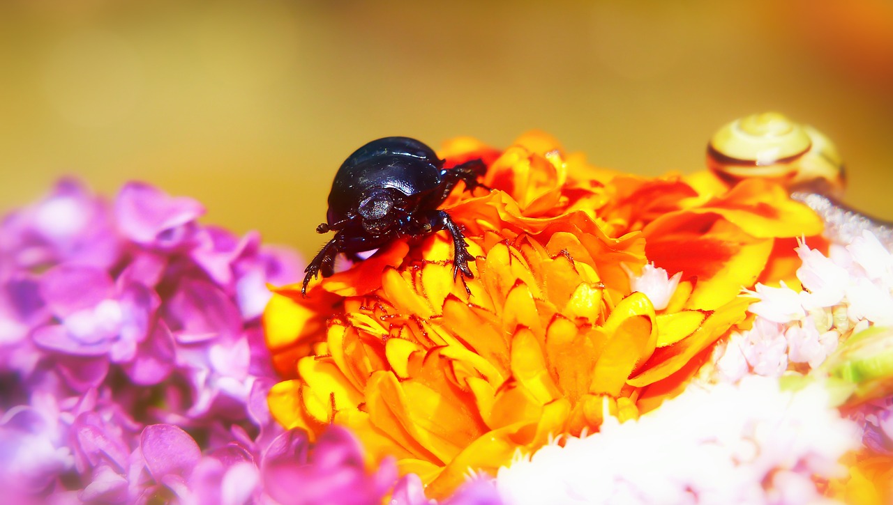 forest beetle  the beetle  flower free photo