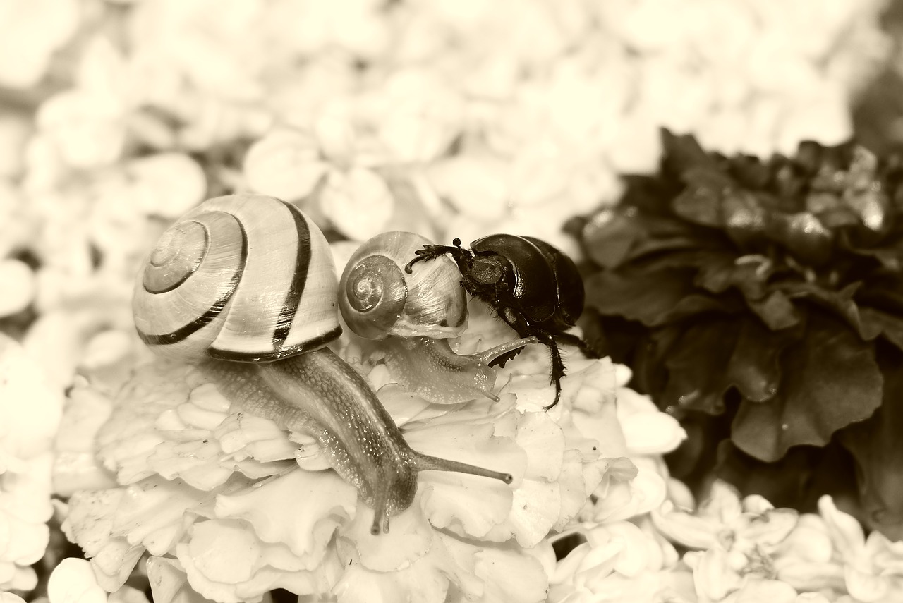 forest beetle  the beetle  wstężyk huntsman free photo