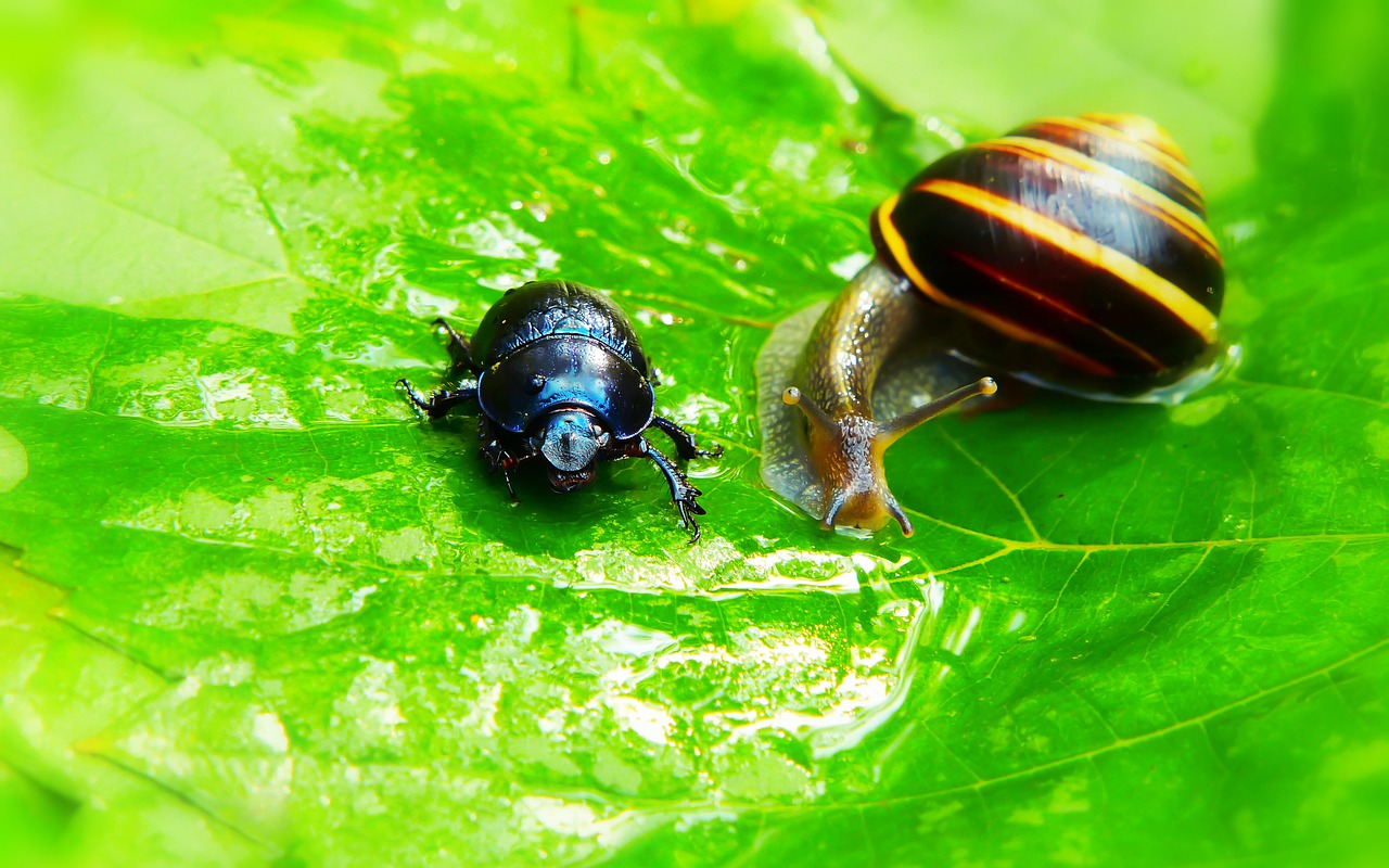 forest beetle  the beetle  wstężyk huntsman free photo