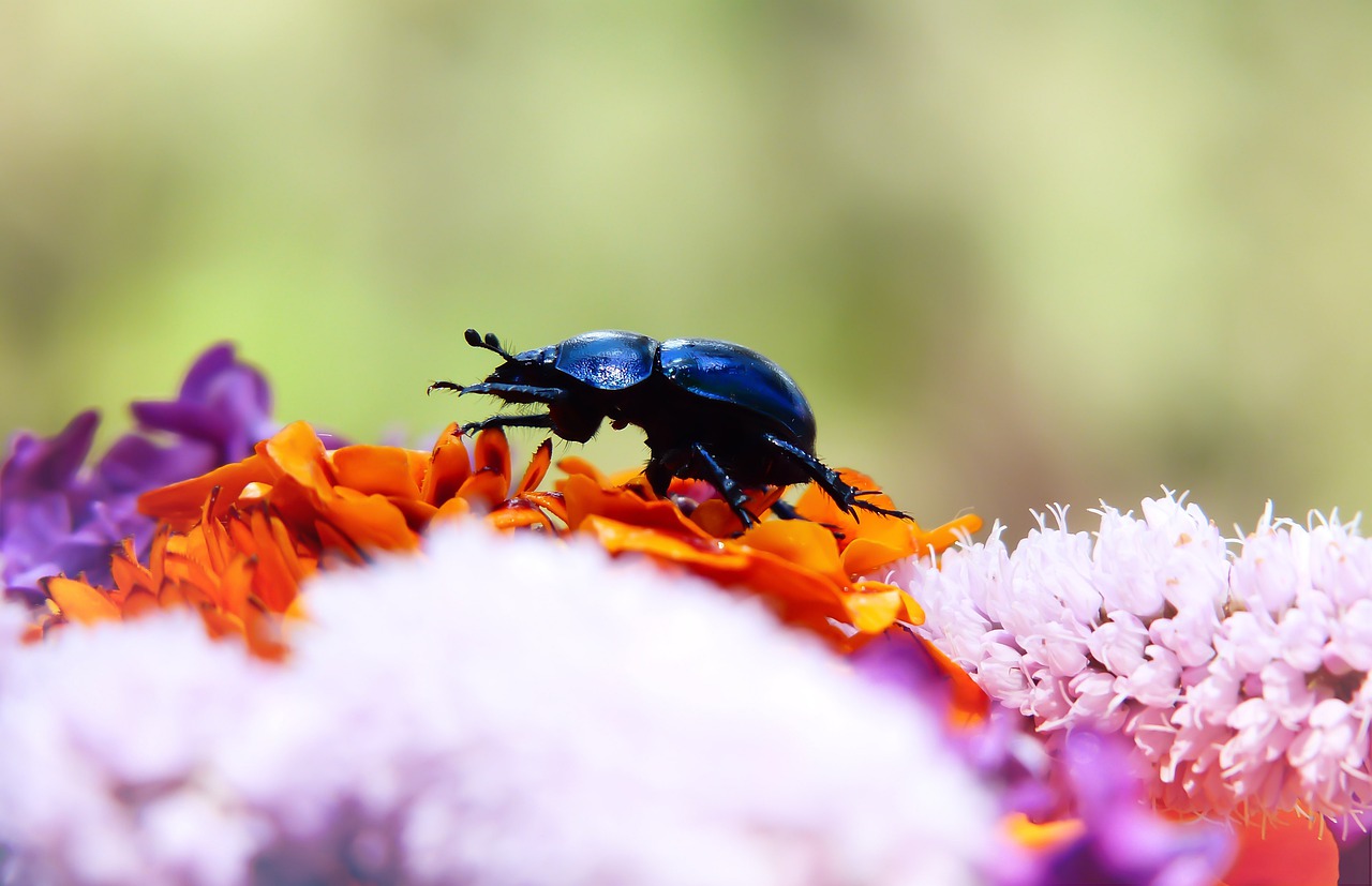 forest beetle  the beetle  flower free photo