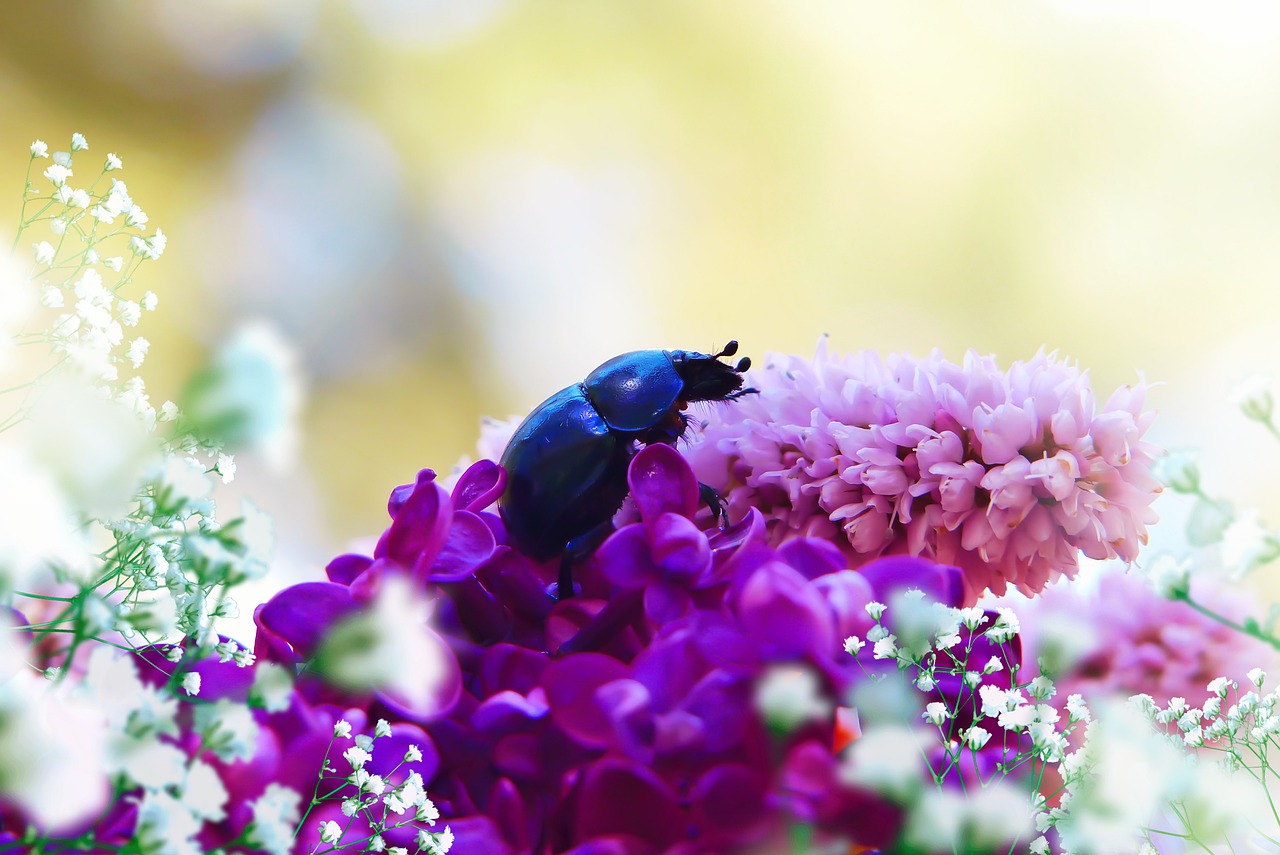 forest beetle  the beetle  flowers free photo