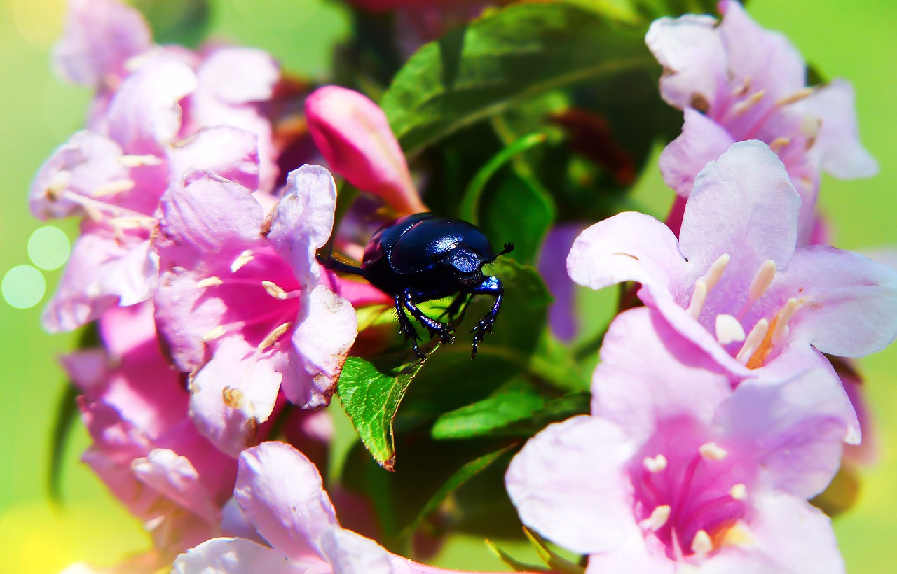 forest beetle  the beetle  flowers free photo