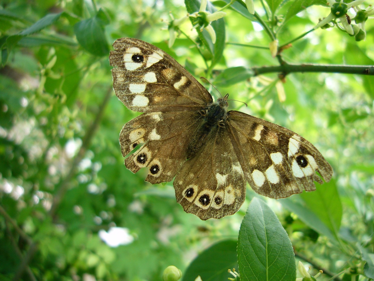 forest board game butterfly free pictures free photo