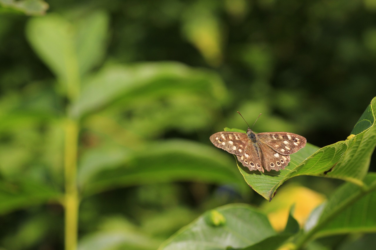 forest board game butterfly insect free photo