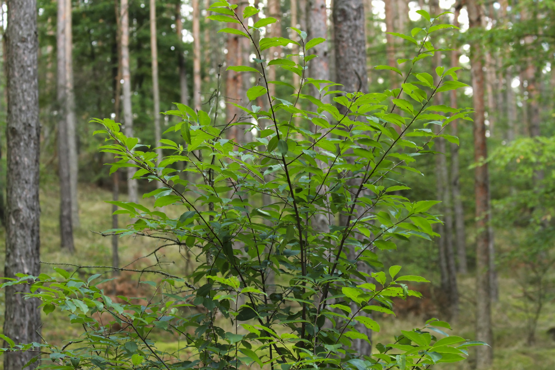 trees forest leaves free photo