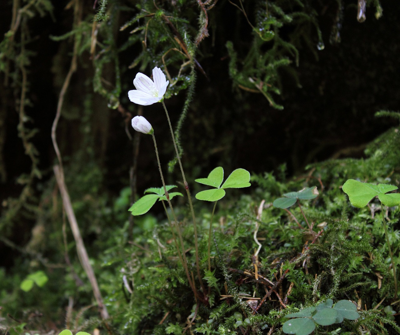 forest clover common wood sorrel blossom free photo