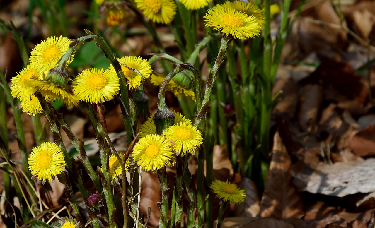 forest dandelion blossom bloom free photo