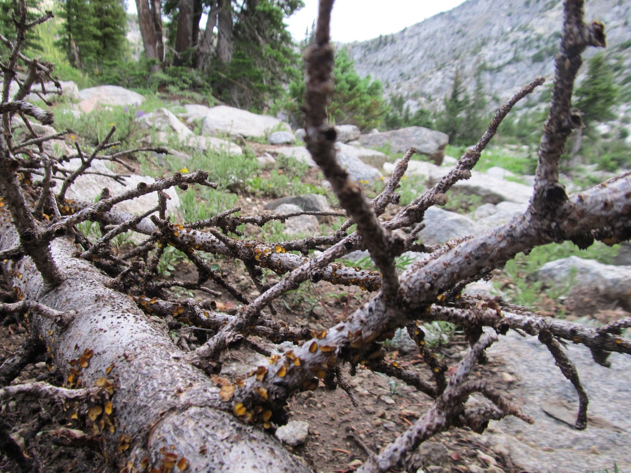 forest dieback forest decline dead tree free photo