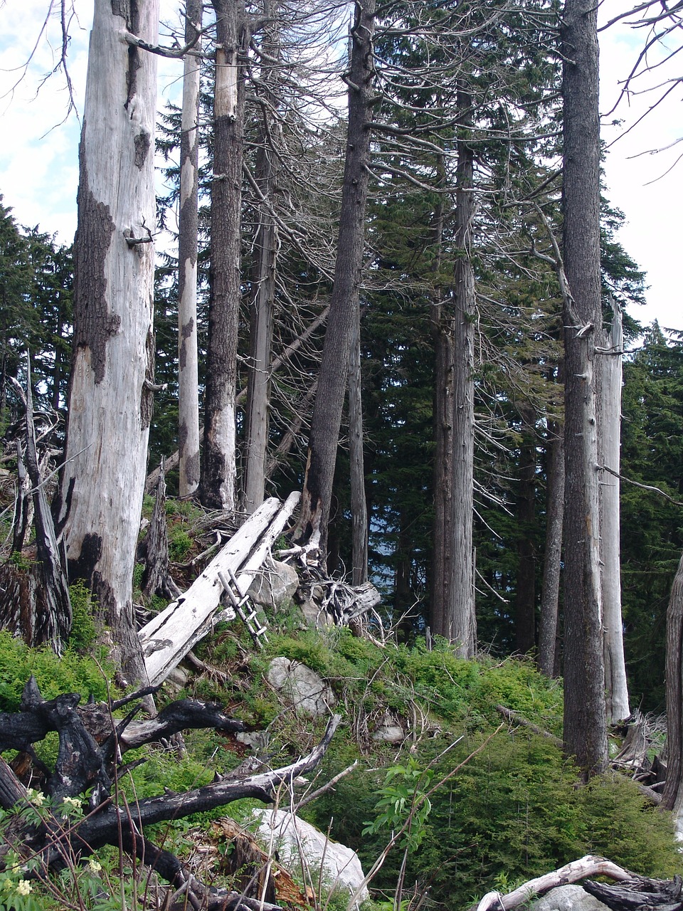 forest dieback forest decline forest free photo