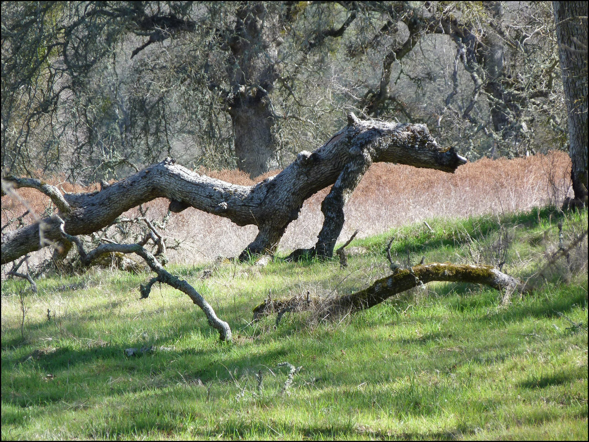 dragon log forest free photo