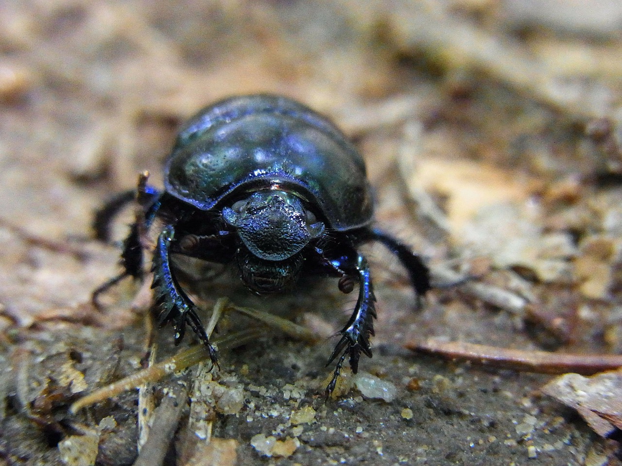 forest dung beetle anoplotrupes stercorosus beetle free photo